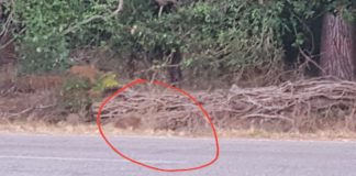 Sabaudia, una famiglia di cinghiali a bordo strada sulla Pontina – IL VIDEO famiglia di cinghiali