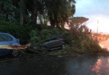 Maltempo in provincia, alberi caduti e allagamenti: oltre 50 interventi alberi caduti