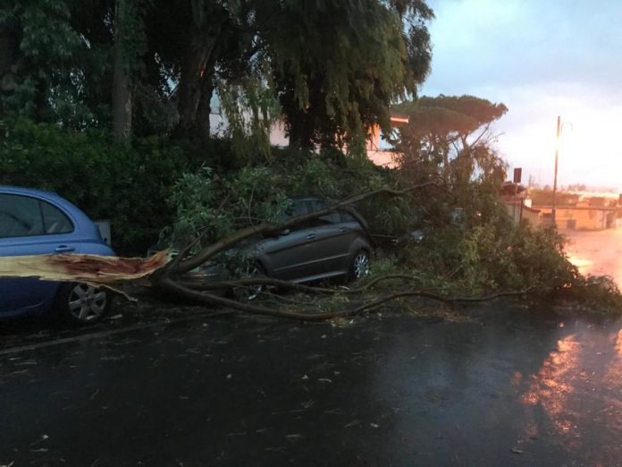 maltempo alberi caduti