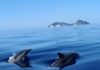 Ponza, oltre cento delfini danzano davanti l’isola pontina Delfini
