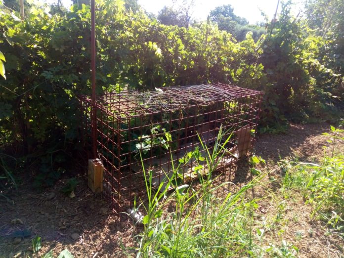 gabbia-elettrosaldata-bracconaggio-Castelforte