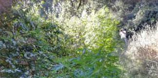 coltivazione di marijuana