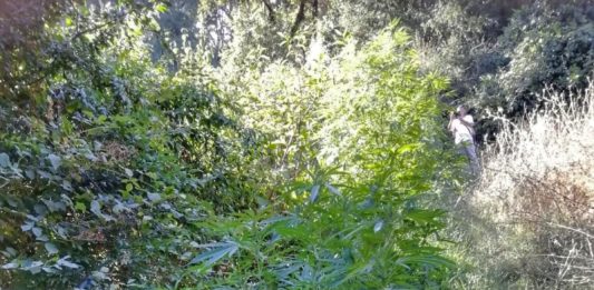 coltivazione di marijuana