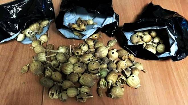 bulbi-di-papavero-repertorio8