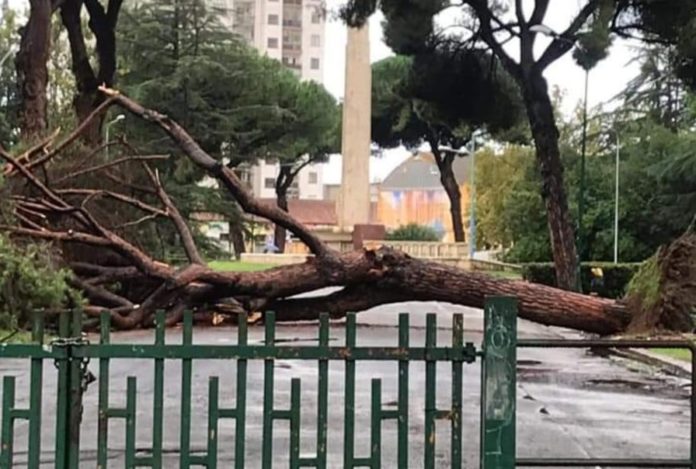 albero-caduto-guardinetti pino caduto