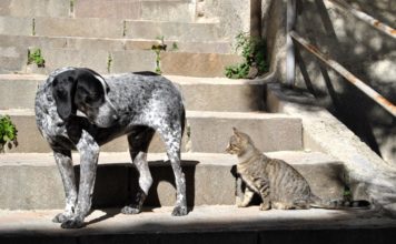 Caldo record a Latina, arriva l’ordinanza a tutela degli animali Uiltucs