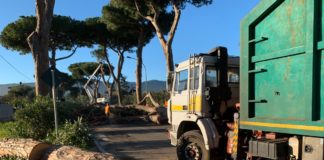 San Felice, taglio dei pini: aperto cantiere sulla Borgo Montenero La Cona