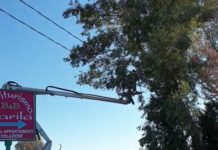 Strade a Sabaudia, motoseghe in azione per la messa in sicurezza