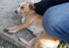 Pontina: investono tre cani, ma non si fermano a prestare soccorso