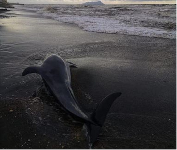 delfino-lungomare-Latina