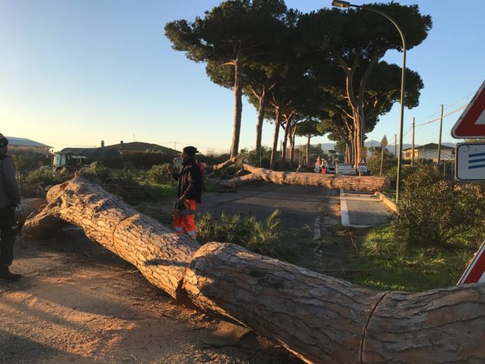 pini-via-monte-circeo