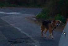Botti di Capodanno, inutili appelli e divieti: notte d’inferno per gli animali