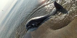 Scauri, rinvenuta sulla spiaggia la carcassa di un delfino morto
