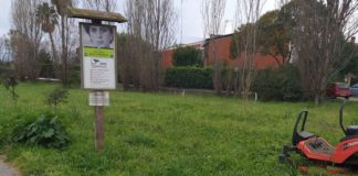 Bilancio del verde a Latina, 300 abbattimenti e 2000 piantumazioni: ecco le prossime