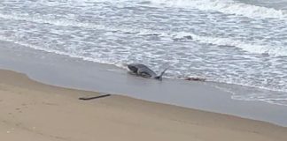 Sabaudia, delfino spiaggiato morto davanti all’Oasi di Kufra