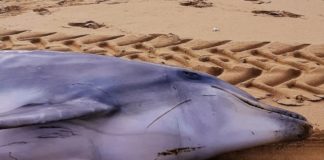 Delfino morto a Sabaudia, cause al vaglio dell’istituto Zooprofilattico