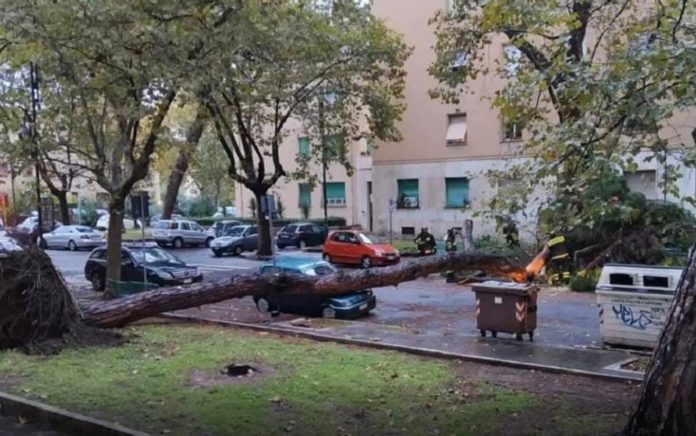 pino-caduto-viale-mazzini