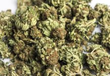 Blitz a Sonnino, sequestrati quintali di marijuana