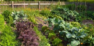 Covid, la Regione permette coltivazioni amatoriali e sanificazioni stabilimenti balneari