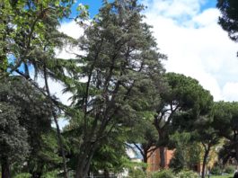 taglio dell'erba