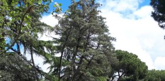 Latina, taglio dell’erba: nei prossimi giorni al lavoro giardinieri e ditte appaltatrici taglio dell'erba