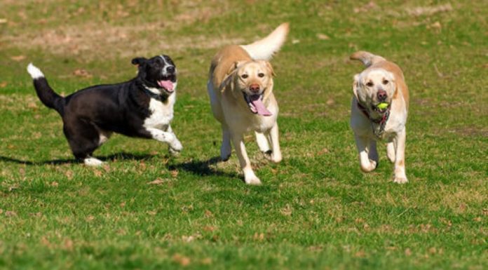 Sonnino: emergenza randagismo, scattano i controlli e le sanzioni