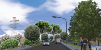 Strada della Rosa, iniziati gli abbattimenti dei pini