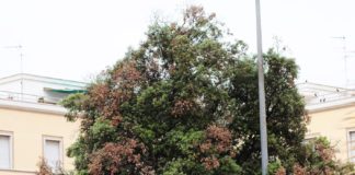 Latina, il partito comunista lancia l’allarme sui lecci in città: “Rischio Xylosandrus”