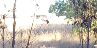 Latina, non si fermano i roghi in provincia e nel capoluogo