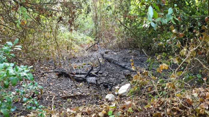 sabaudia rogo parco circeo