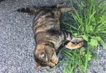 Latina, gattino torturato e ucciso in via dei Volsini. L’appello dell’Enpa per trovare il responsabile