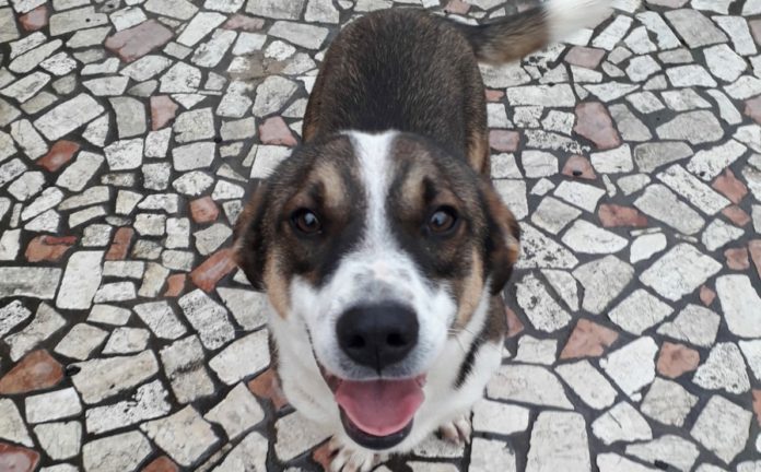 priverno-cane-ucciso