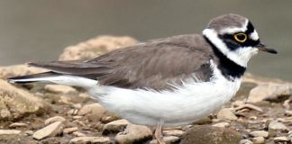 “Formia rifiuti zero”: l’appello delle associazioni per preservare specie protette