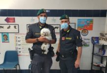 Denunciati due veterinari per esercizio abusivo della professione, truffa e maltrattamento animali