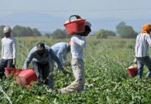 Dopanti ai braccianti, FdI: “Piena fiducia in Luigi Pescuma”