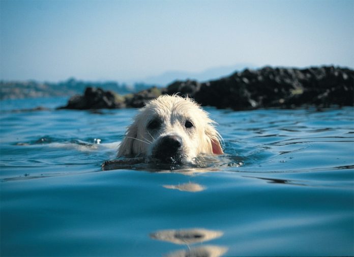 cane-acqua-mare-spiaggia