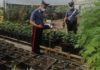 Sabaudia/Pontinia: arrestati tre “coltivatori” di marijuana