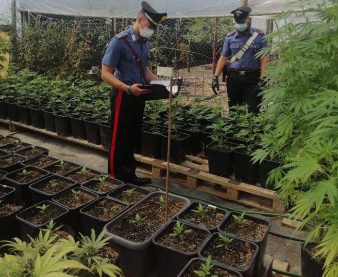 marijuana-carabinieri