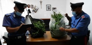 Aprilia, 13 piante di marijuana in giardino: due arresti