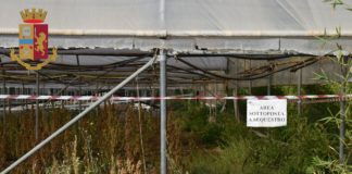 Aprilia, scovate serre di Marijuana: scatta l’ordine di distruzione