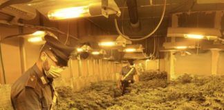 Aprilia, un quintale e mezzo di marijuana in serra: due albanesi in manette