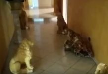 La forza dell’intimidazione di chi: “Deve tenere tutta la città in mano”