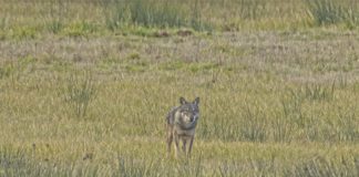 Parco del Circeo, le norme in caso di incontro con il lupo