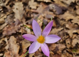 San Felice Circeo, sabato camminata lungo il “Sentiero di Circe”