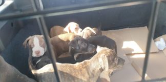 Terracina, la Polizia Stradale salva nove cuccioli abbandonati Cuccioli salvati