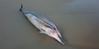 Delfino trovato morto in spiaggia