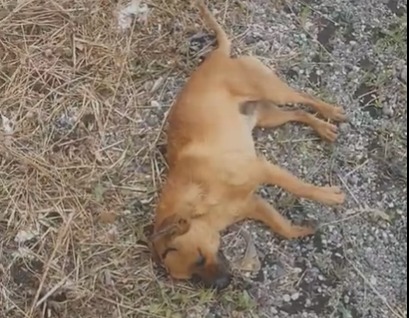 cagnolino dal finestrino