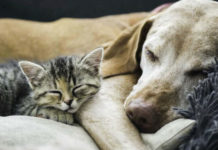 Latina, arriva la proposta di un cimitero per animali