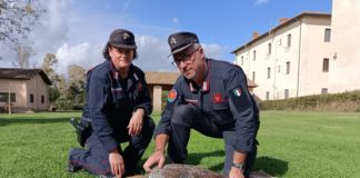 Sabaudia, i carabinieri salvano una tartaruga Caretta Caretta