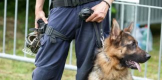 Sezze, hashish nascosto tra i cespugli del centro città